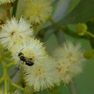 Imagem de Hylaeus primulipictus (Cockerell 1905)