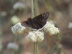 Image of Mournful Duskywing