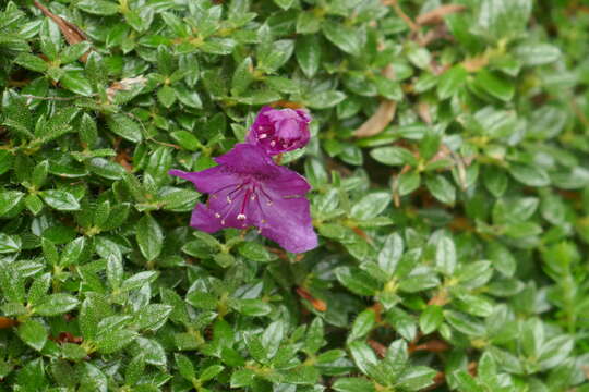 Image of Rhododendron keleticum I. B. Balf. & Forrest