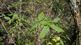 Image of Deutzia taiwanensis (Maxim.) C. K. Schneid.