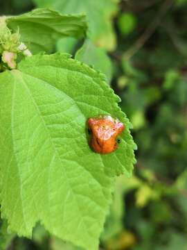 Image de Charidotella (Charidotella) tuberculata (Fabricius 1775)