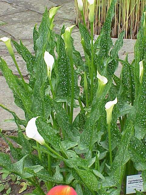 Image of spotted calla lily