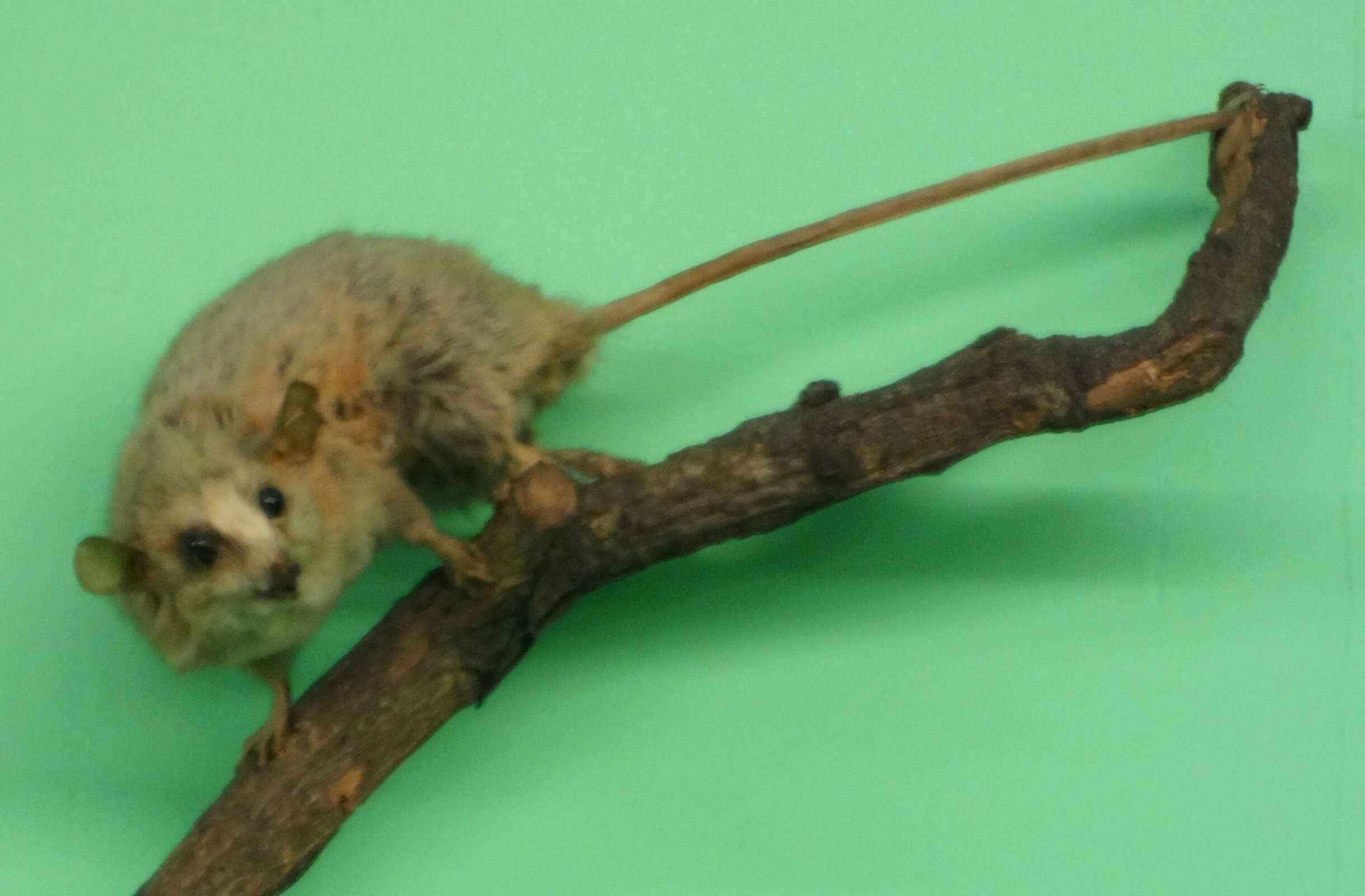 Image of Linnaeus's Mouse Opossum