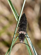 Image de Actenicerus sjaelandicus