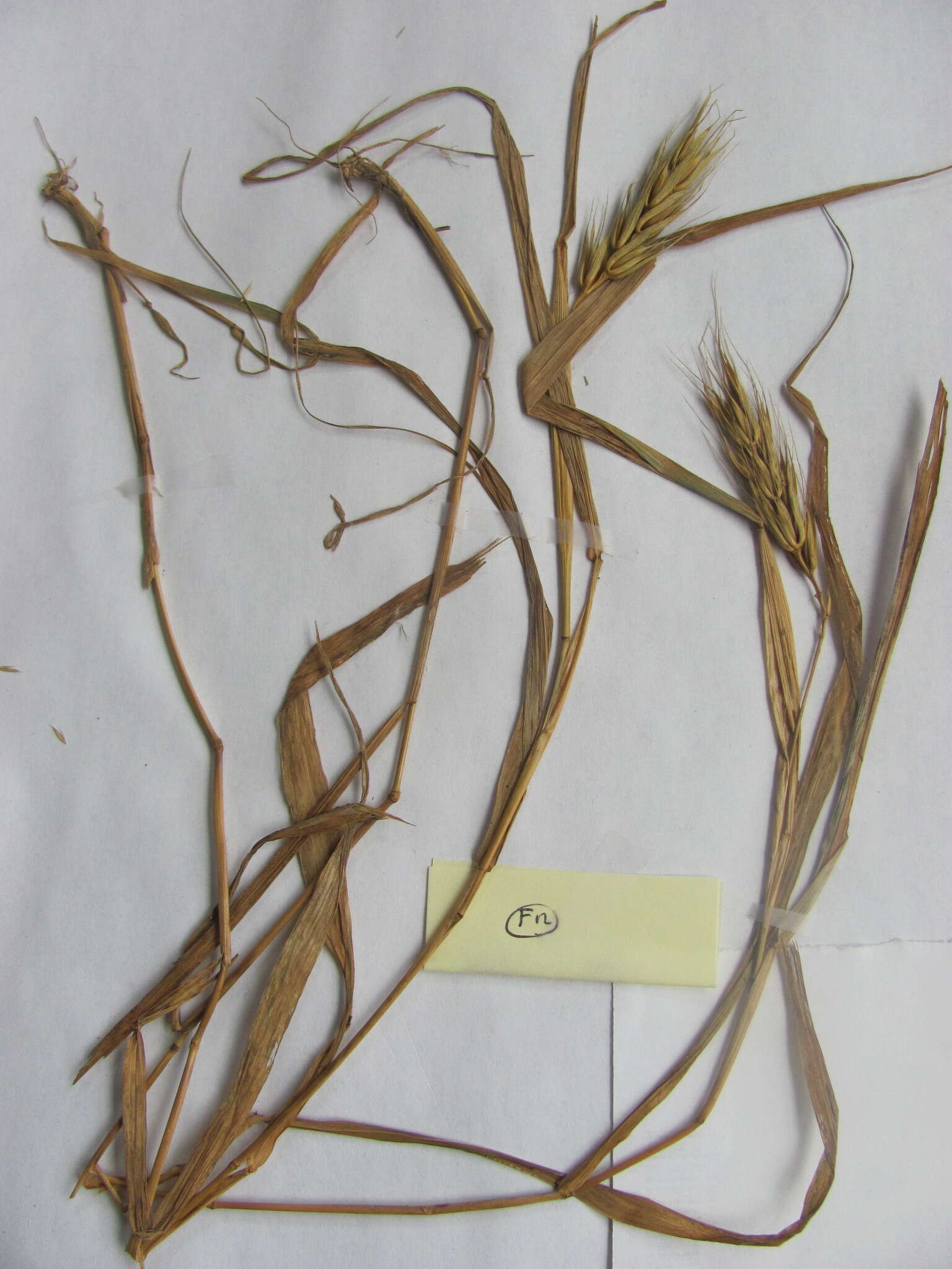 Image of Elymus virginicus var. virginicus