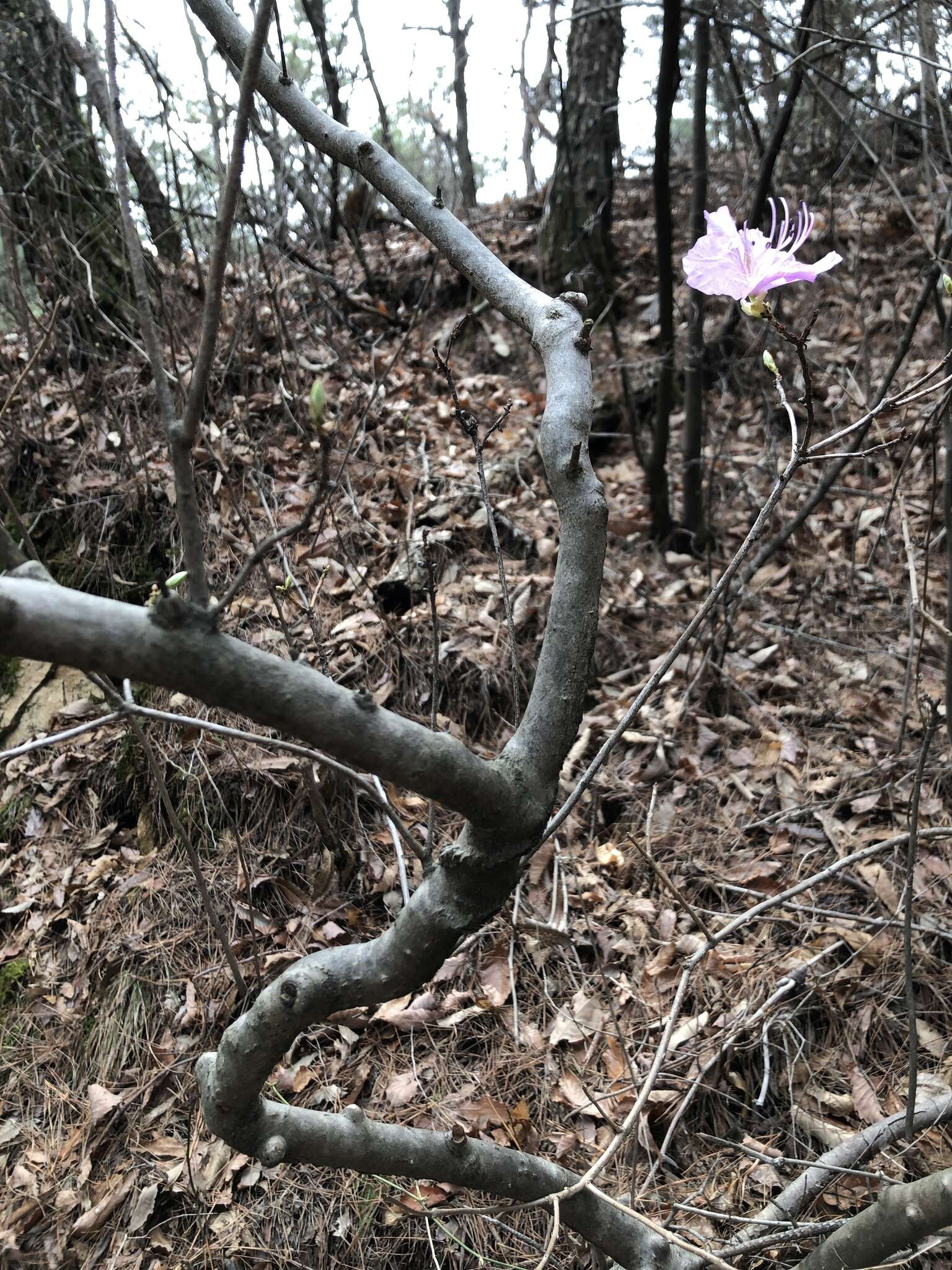 Image de Rhododendron mucronulatum Turcz.