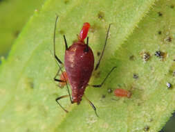 Image of Red Goldenrod Aphid