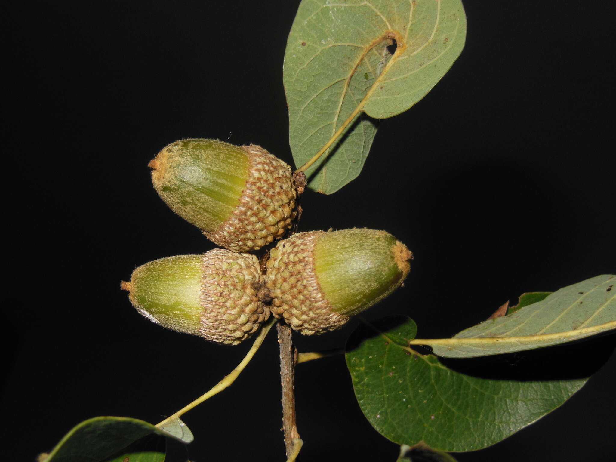 Imagem de Quercus polymorpha Schltdl. & Cham.