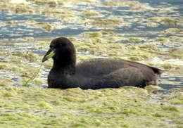 Image of Horned Coot