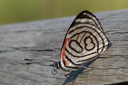 Image of Diaethria candrena Godart 1823