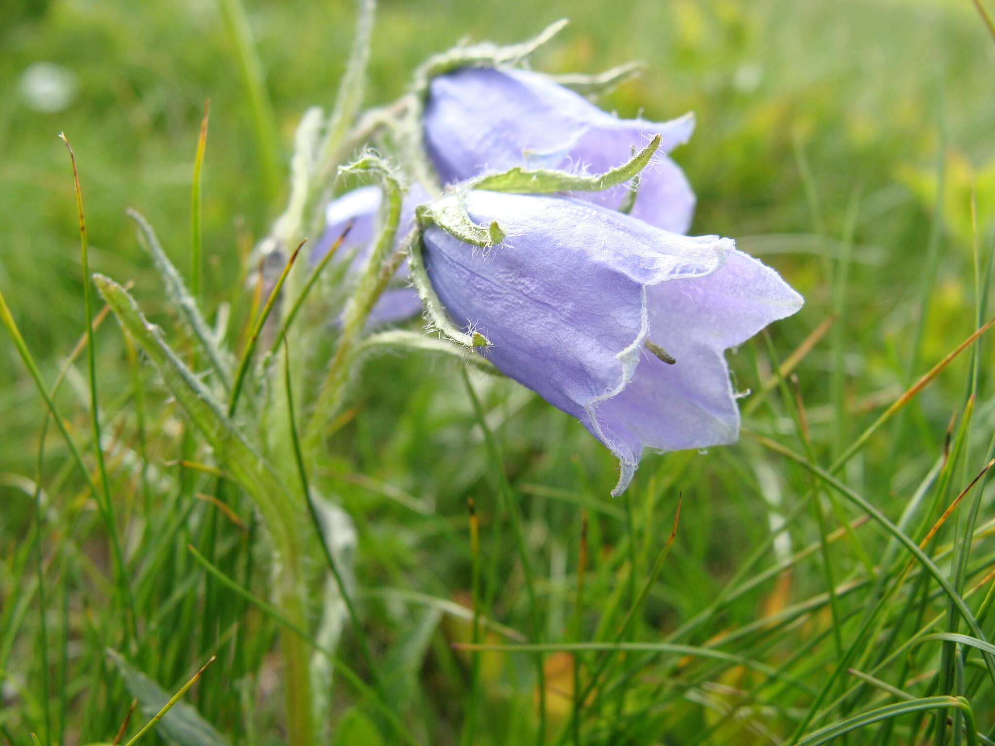 Image of Alpine Bellflower