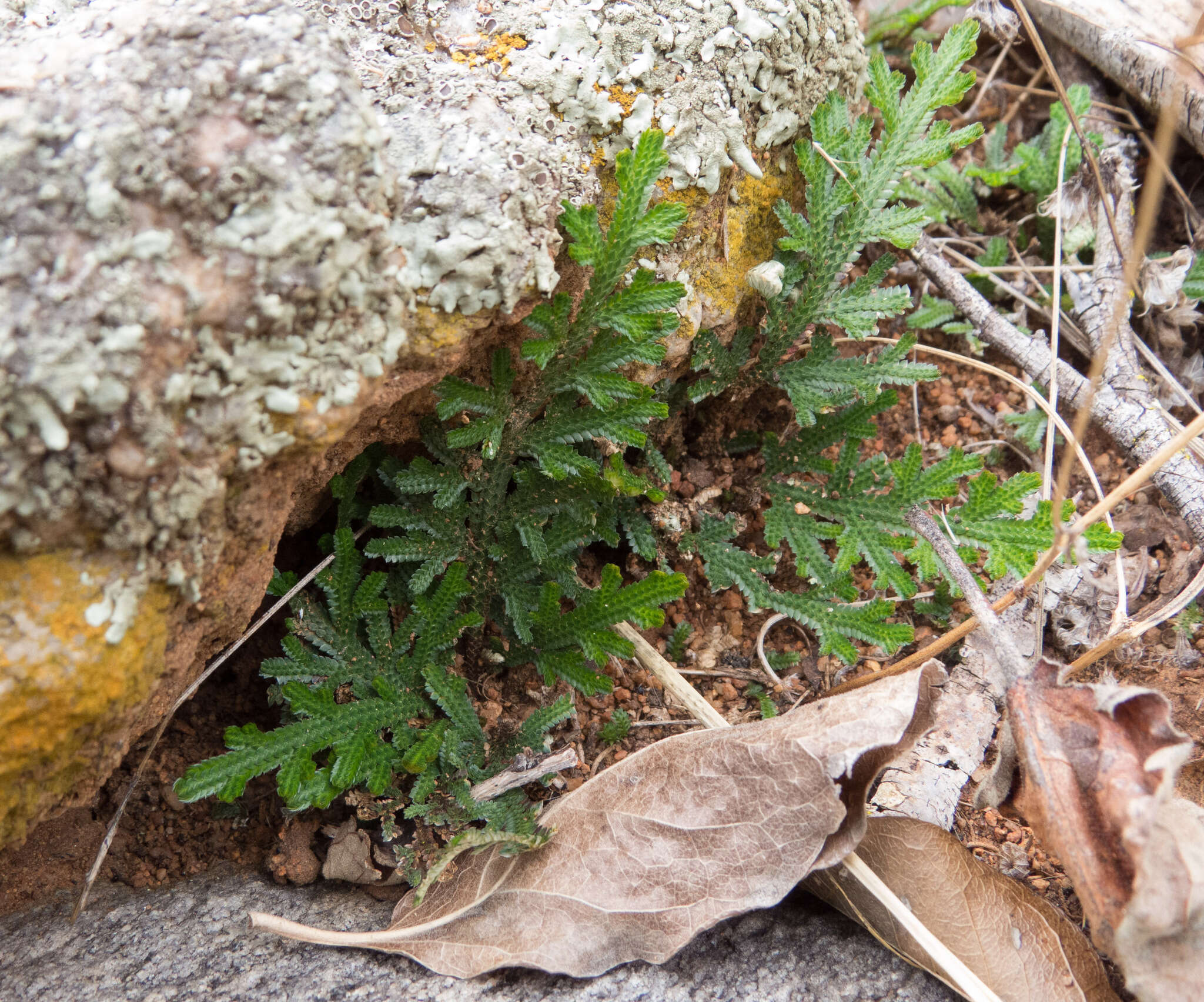 Image de Selaginella convoluta (Arn.) Spring