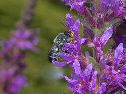 Image of Megachile aurifrons Smith 1853