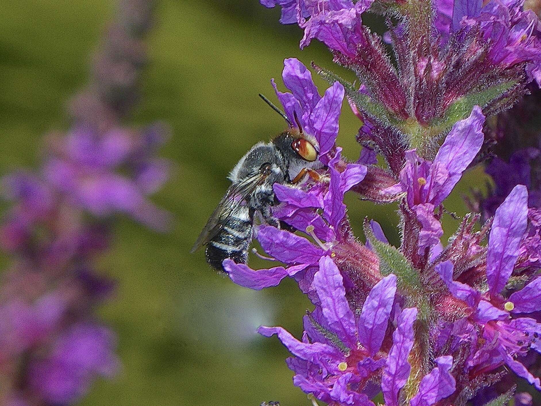 Image of Megachile aurifrons Smith 1853