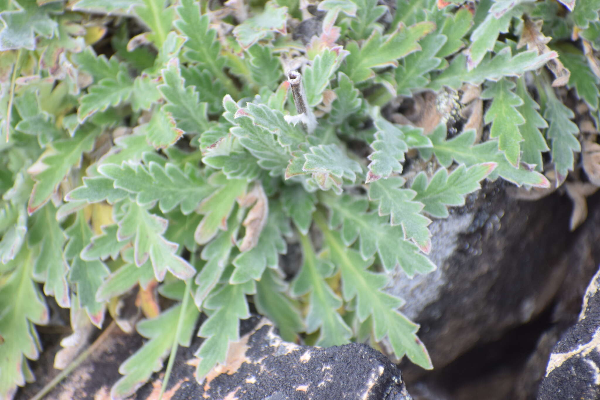 صورة Phacelia mollis Macbr.