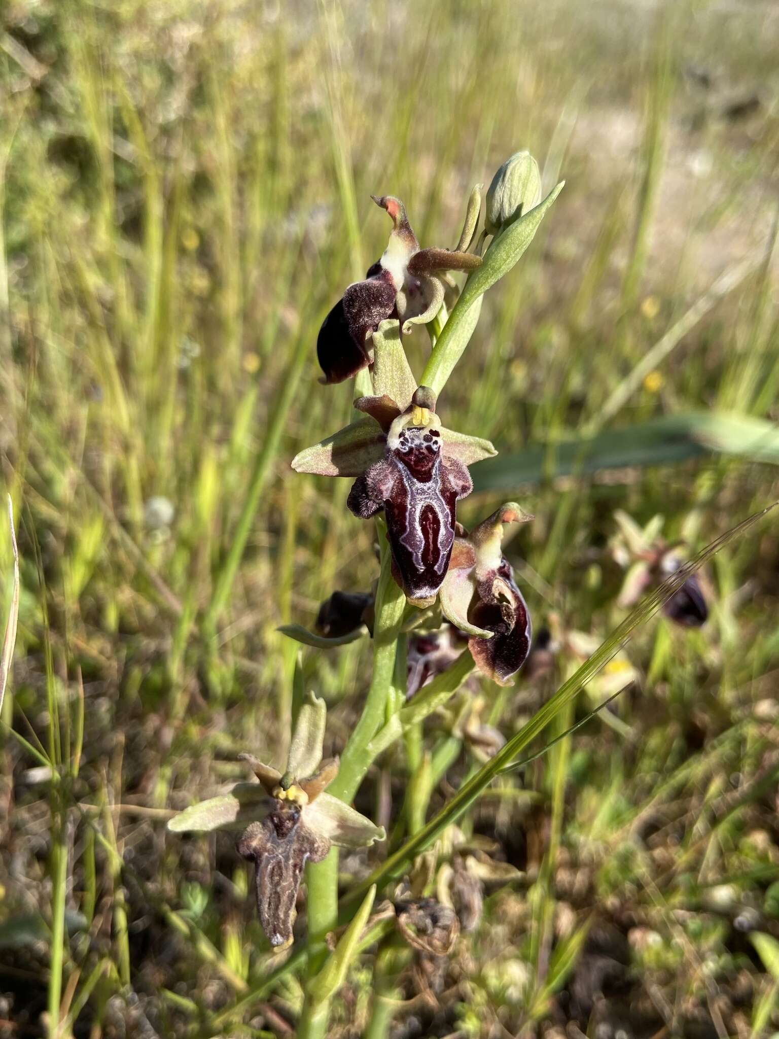 Image of Ophrys cretica subsp. ariadnae (Paulus) H. Kretzschmar