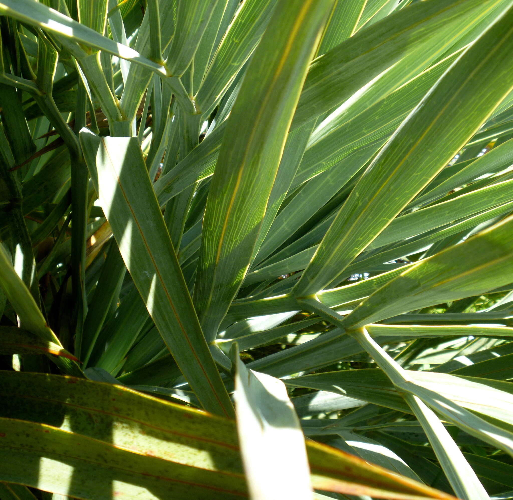 Image of Aciphylla scott-thomsonii Cockayne & Allan