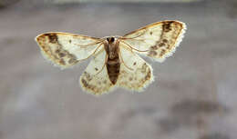 Image of treble brown spot