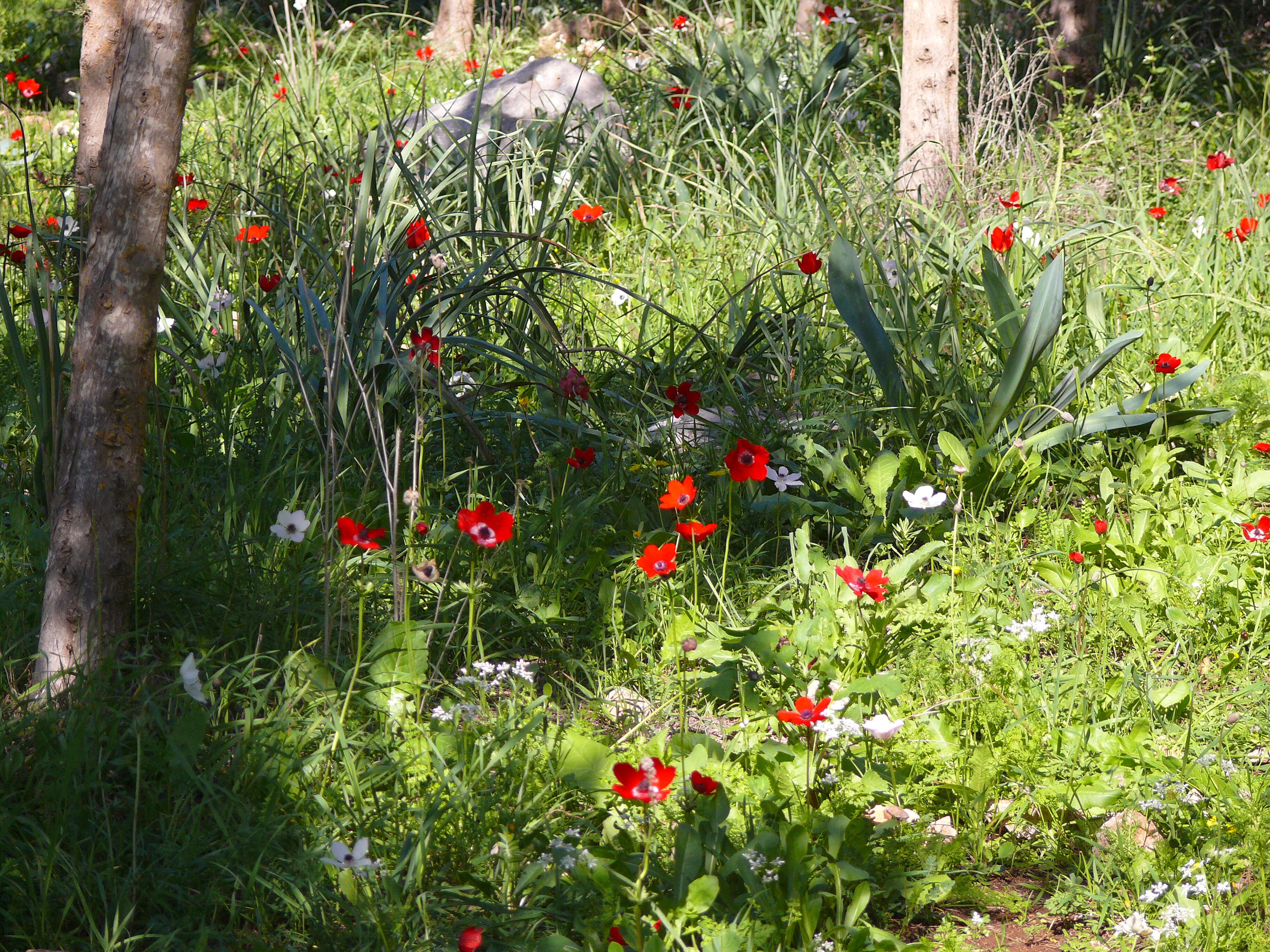 Imagem de Anemone coronaria L.