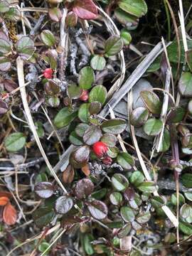 Image of Cotoneaster morrisonensis Hayata