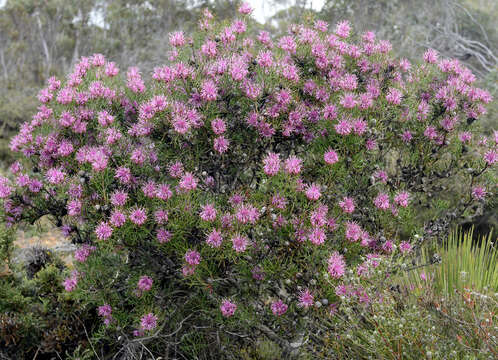 Imagem de Isopogon formosus R. Br.