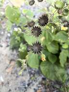 Image of Abutilon lauraster Hochr.