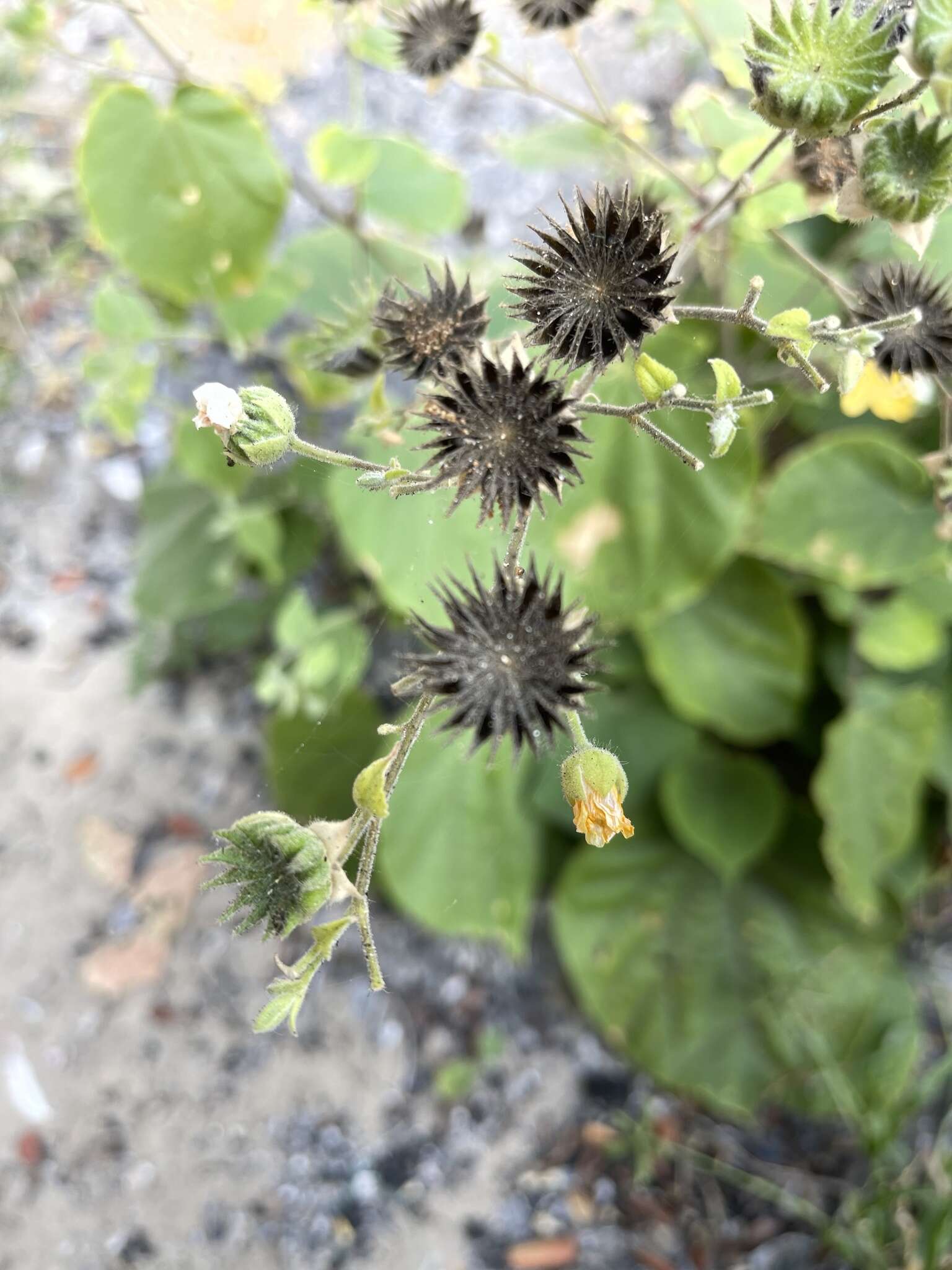 Image of Abutilon lauraster Hochr.