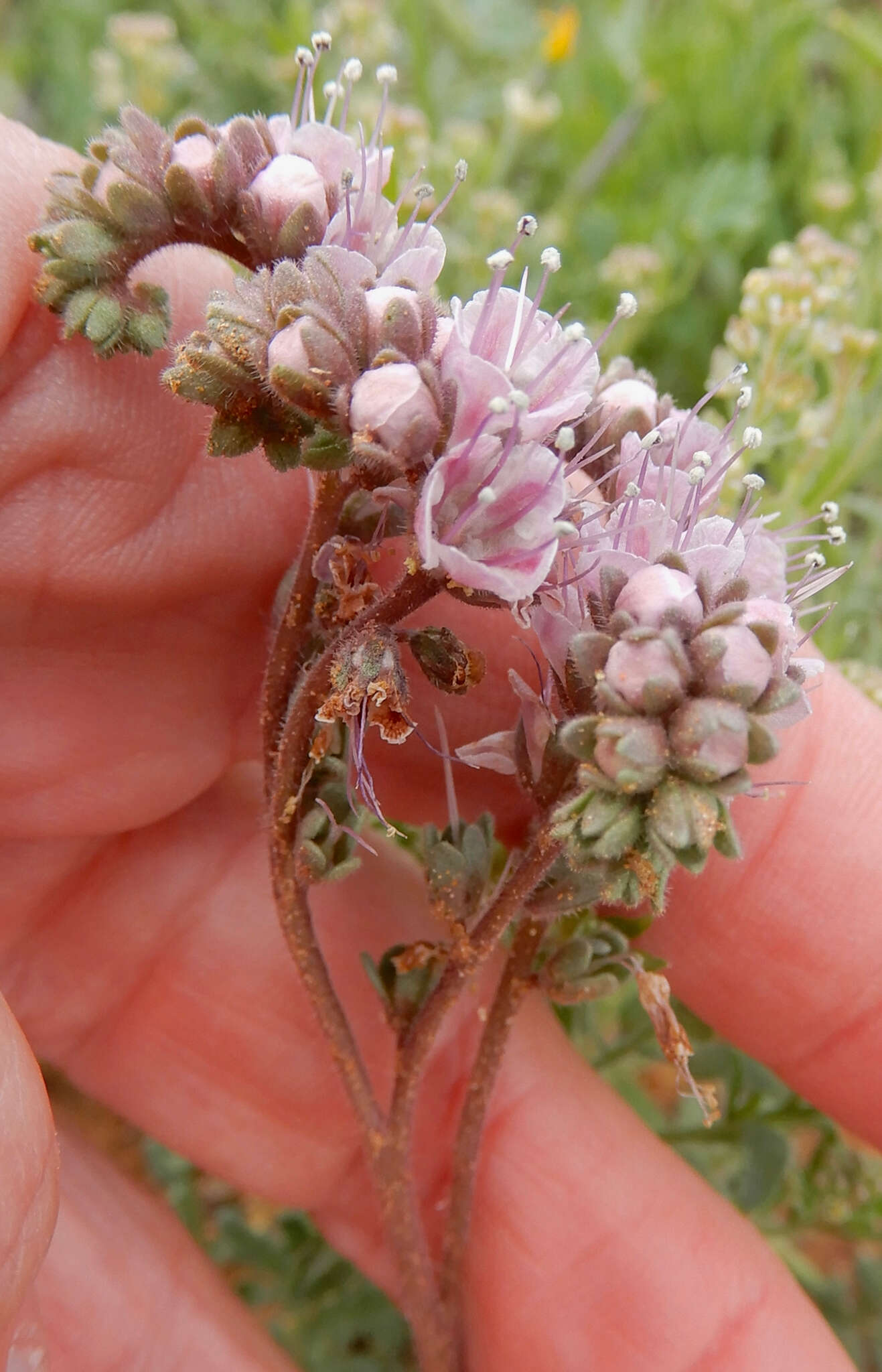 Image of Arizona phacelia