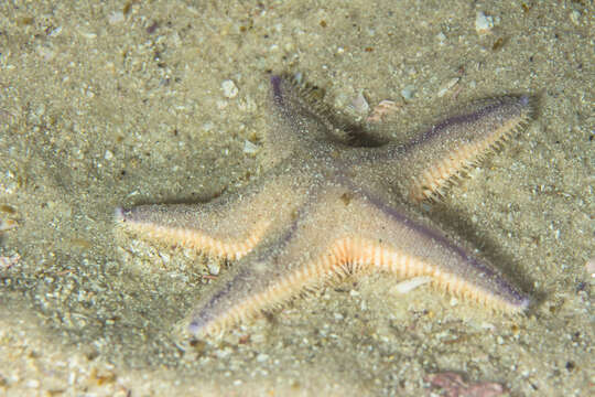 Image of Sand star