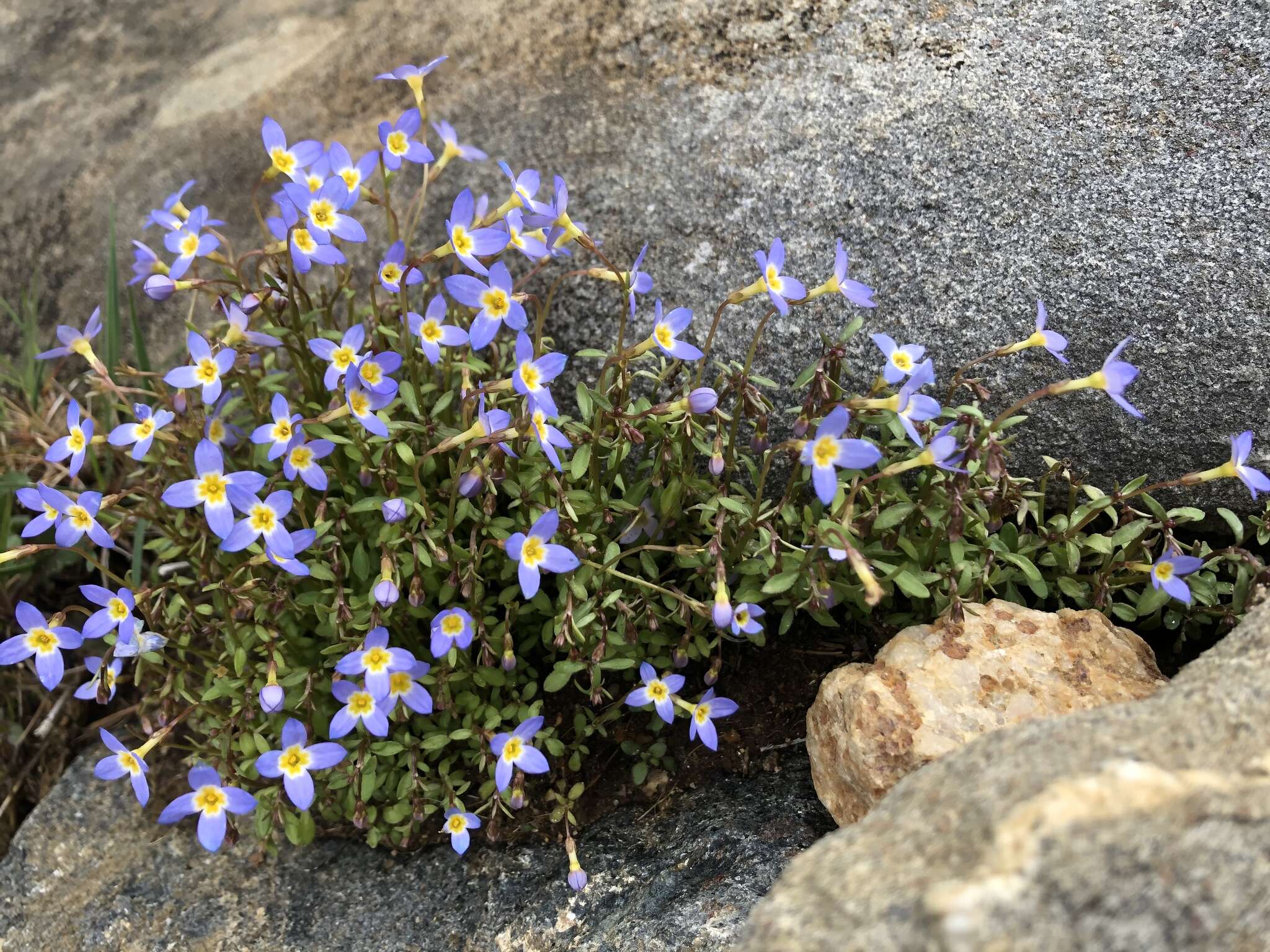 Image of thymeleaf bluet