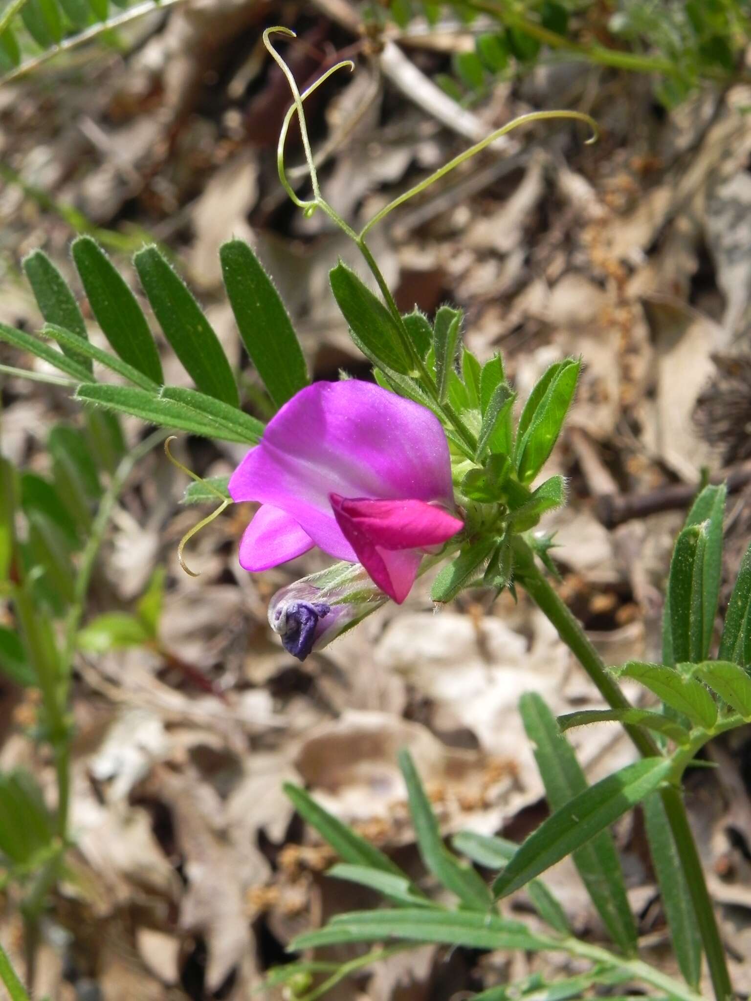 Imagem de Vicia sativa subsp. nigra (L.) Ehrh.