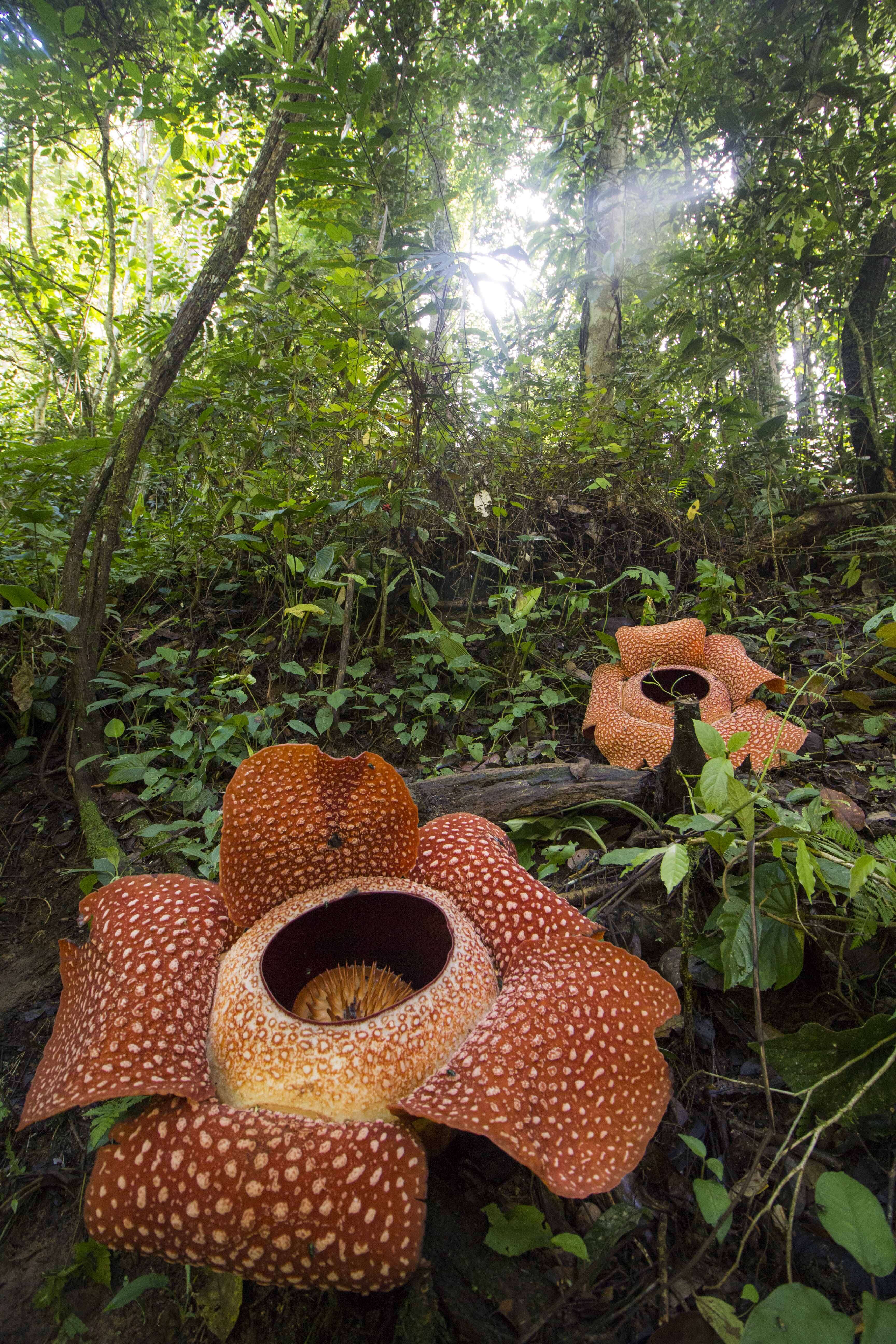 Image de Rafflesia arnoldii R. Br.