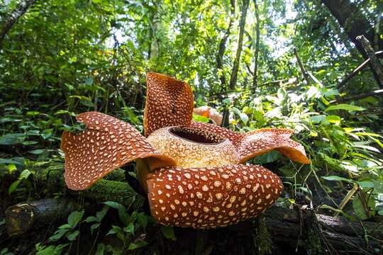 Image of Stinking Corpse Lily