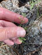 Plancia ëd Galium fendleri A. Gray