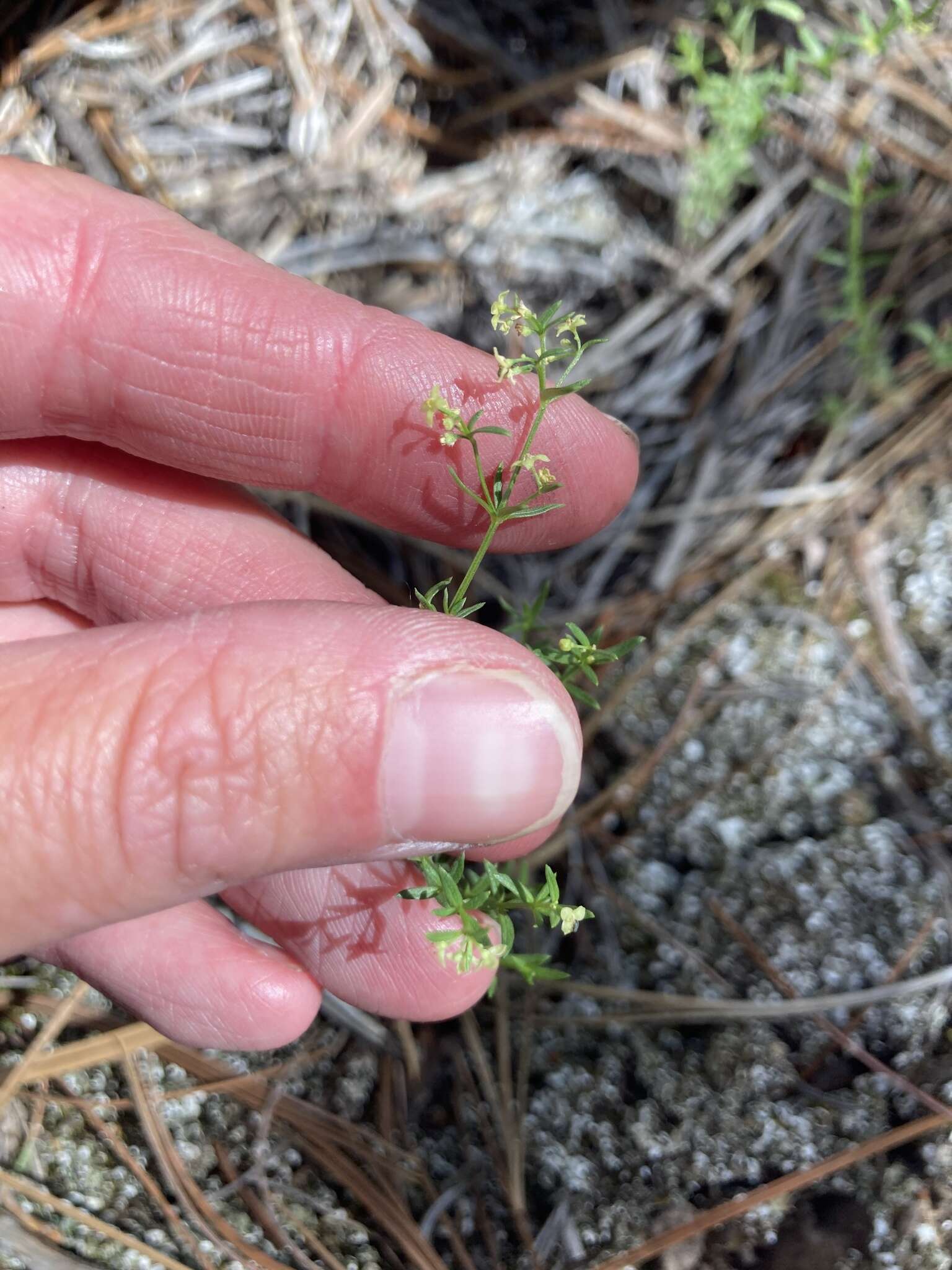 Plancia ëd Galium fendleri A. Gray