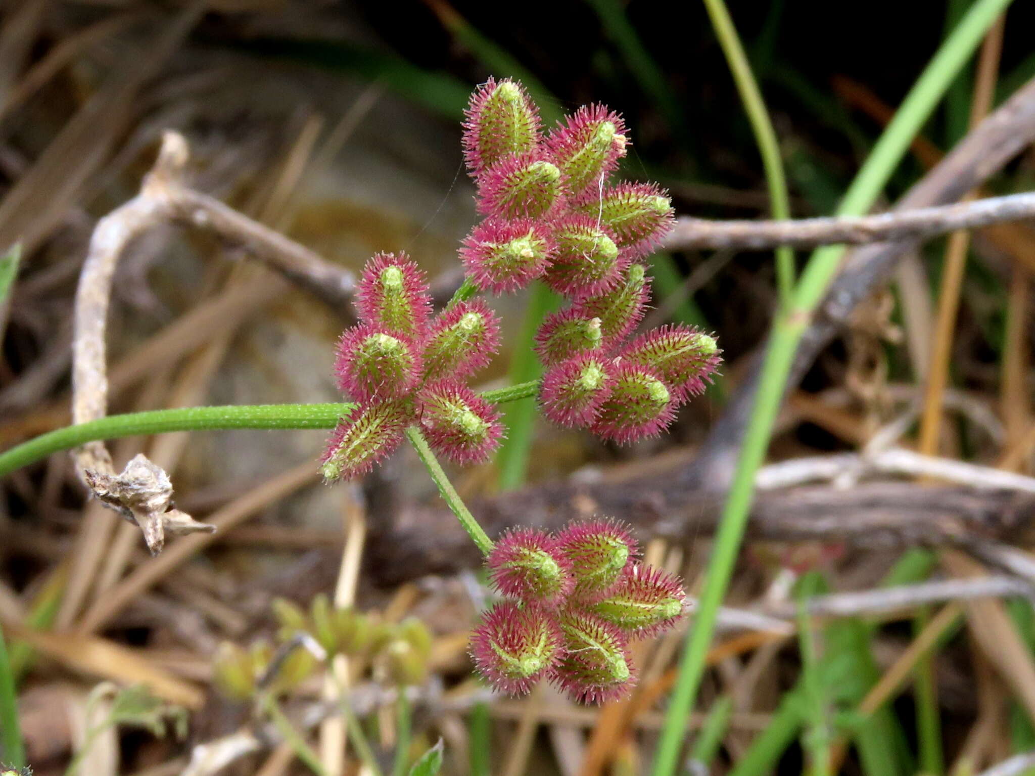 Image of spreading hedgeparsley