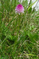 Image of Gymnadenia lithopolitanica (Ravnik) Teppner & E. Klein