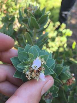 Image of whitehair manzanita