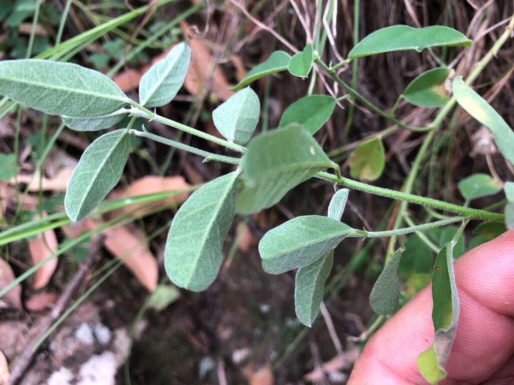 Image de Isotropis foliosa Crisp