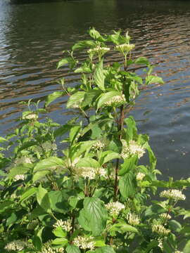 Image of bloodtwig dogwood