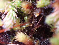 Image of entosthodon moss