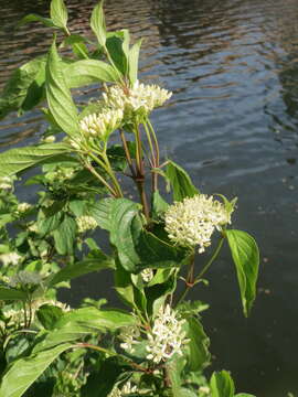 Image of bloodtwig dogwood