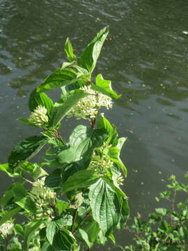 Imagem de Cornus sanguinea L.