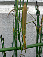 Image of Asian mantis