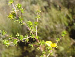 Image of Aspalathus rubens Thunb.