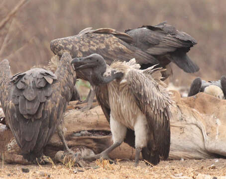 Image of Slender-billed Vulture