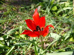 Image of Tulipa agenensis Redouté