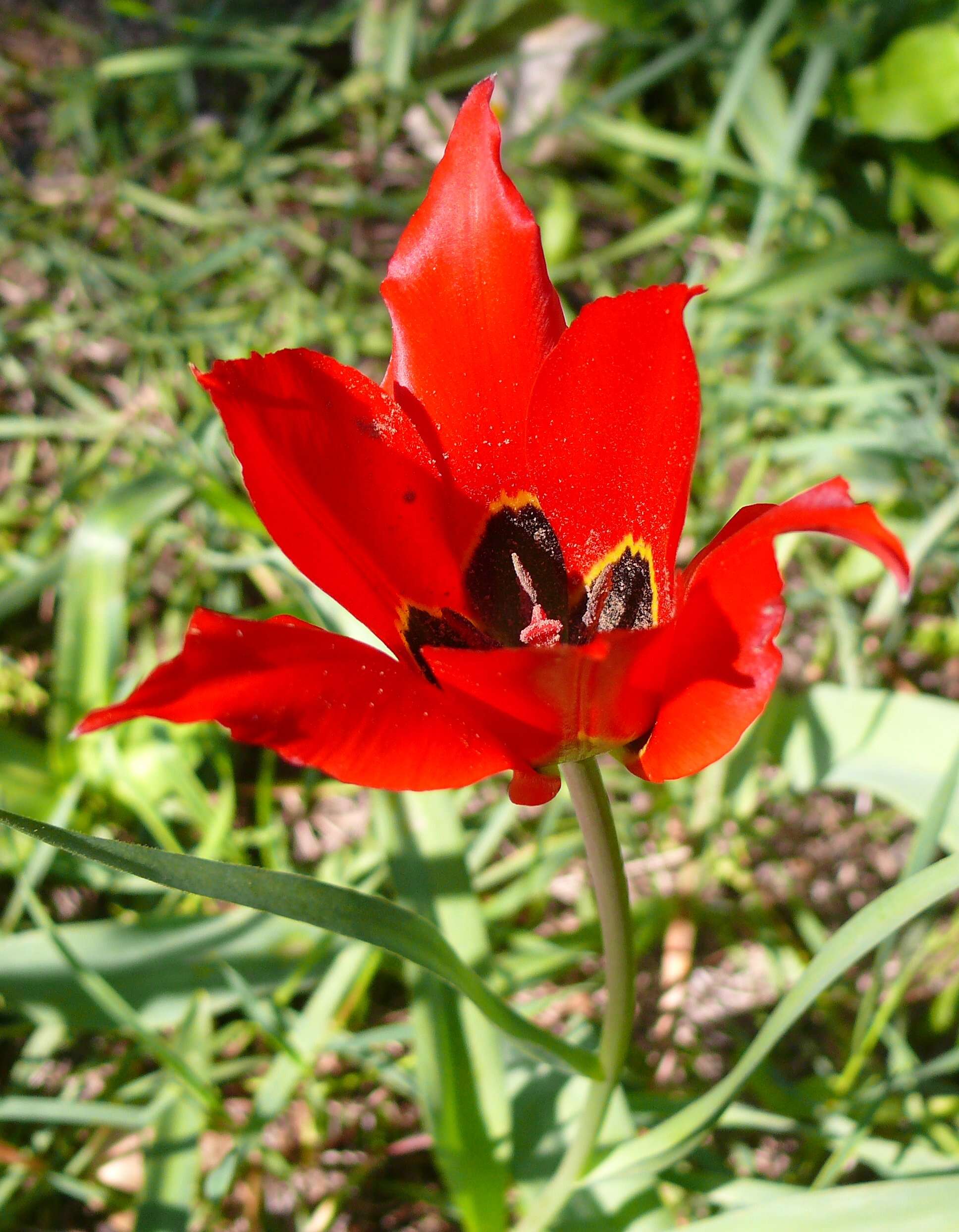 Image of Tulipa agenensis Redouté