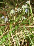 Image de Eryngium integrifolium Walt.