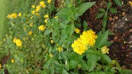 Image of lantana